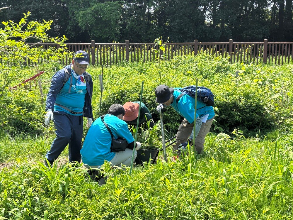 Transplanting a rare species